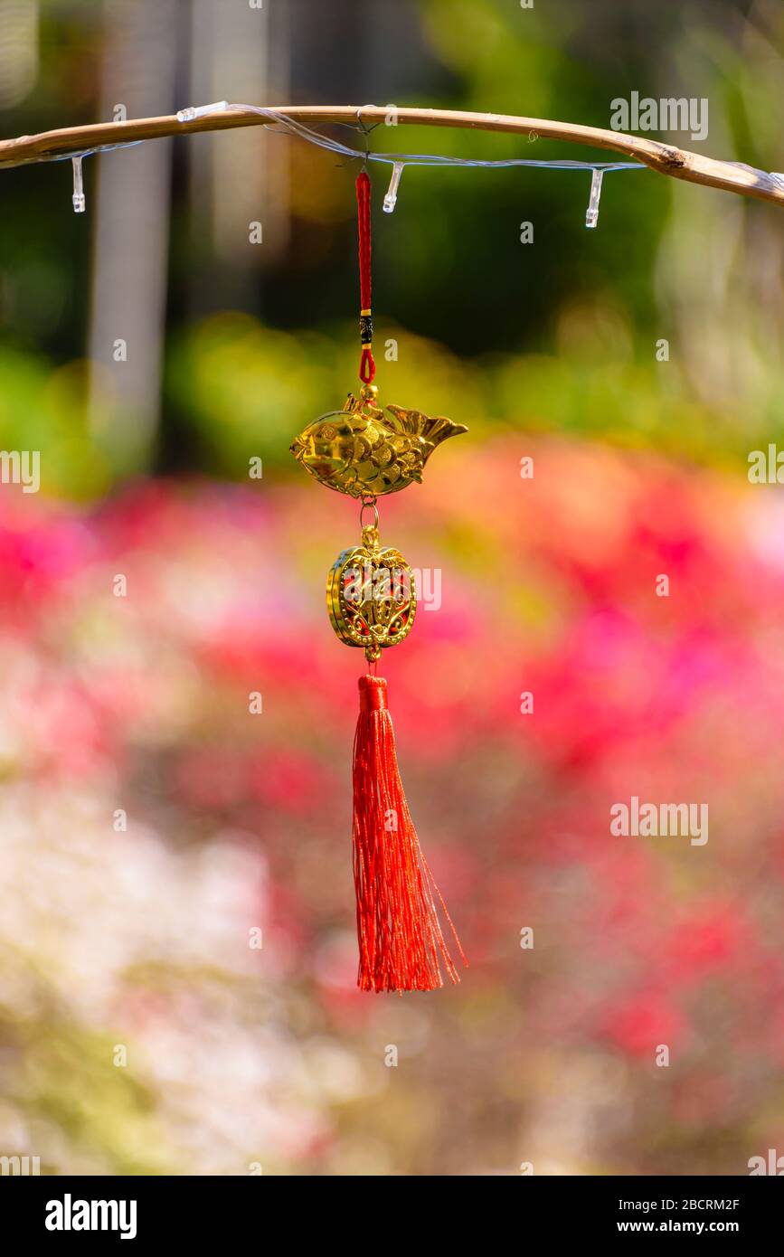 Décoration rouge et or accrochée à une branche pour bonne chance dans un jardin extérieur, pour le nouvel an lunaire chinois, Kata Beach, Phuket, Thaïlande Banque D'Images