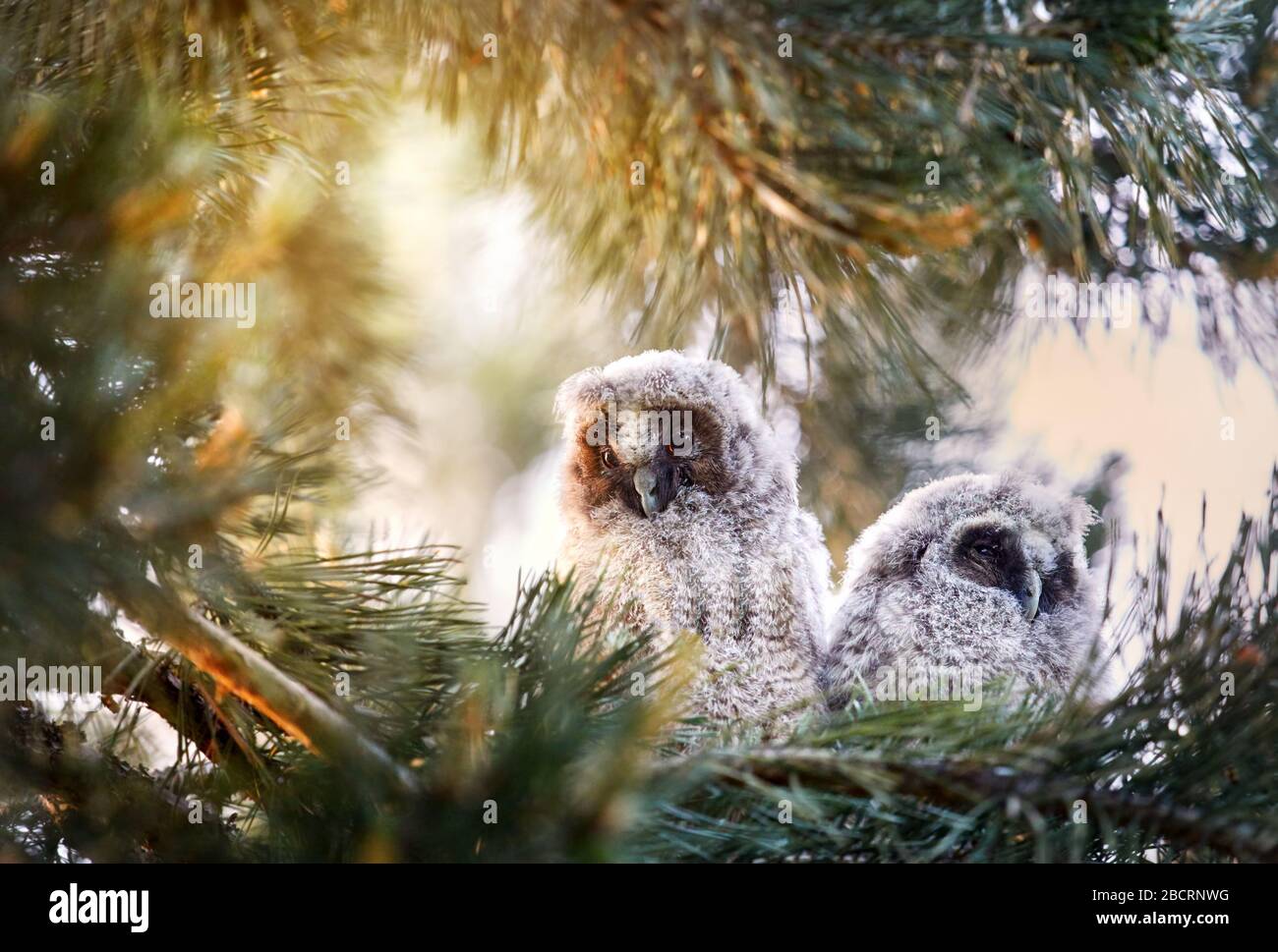 Deux mignons poussins de chouette assis sur le banc dans la forêt Banque D'Images