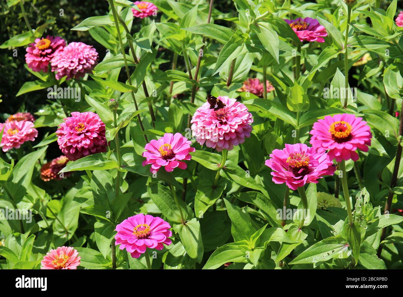 Un papillon du Red Admiral assis sur une fleur de Zinnia dans un jardin en Illinois, aux États-Unis Banque D'Images