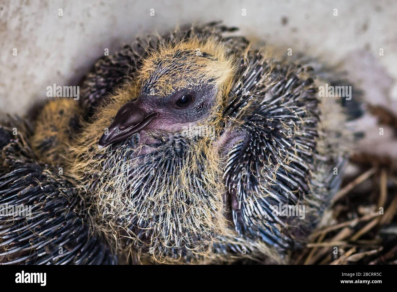 Baby Pigeon Banque D Image Et Photos Alamy Baby Pigeon Banque D Image Et Photos Alamy