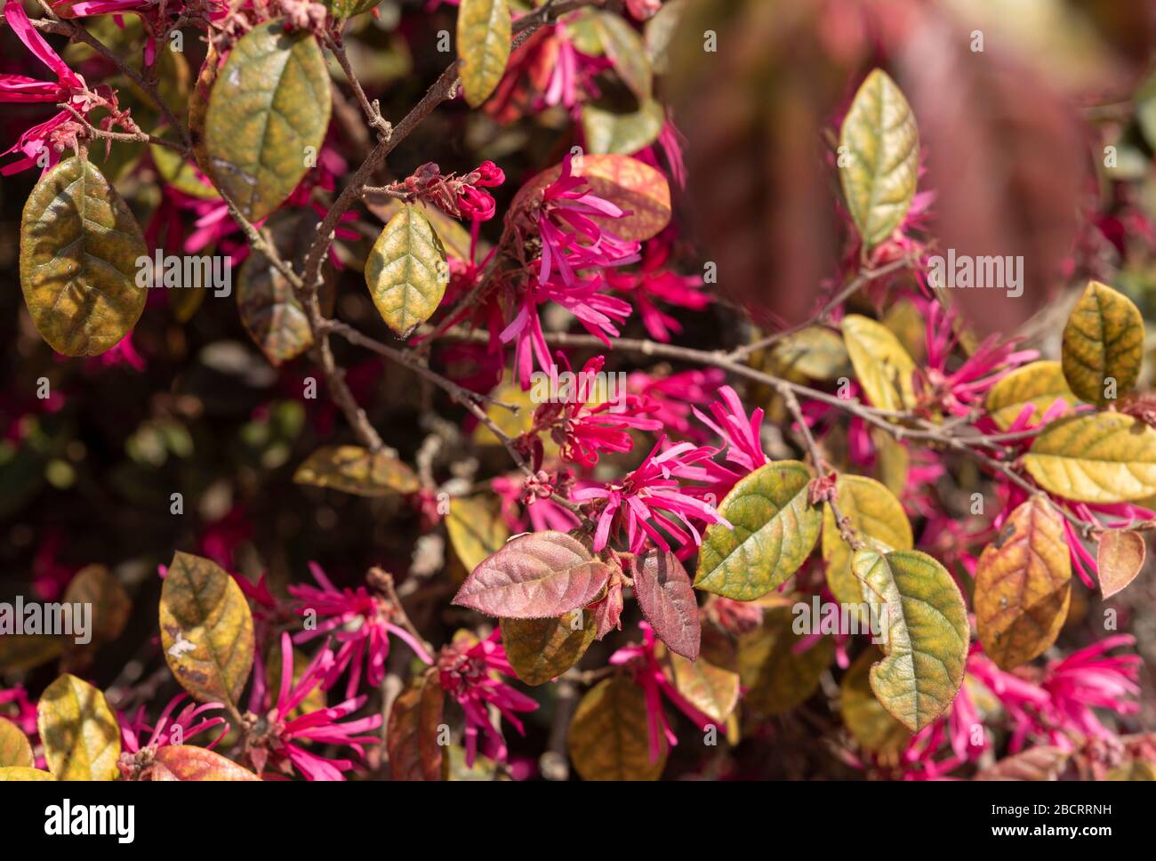 fond floral avec fleurs et feuilles de loropetalum Banque D'Images