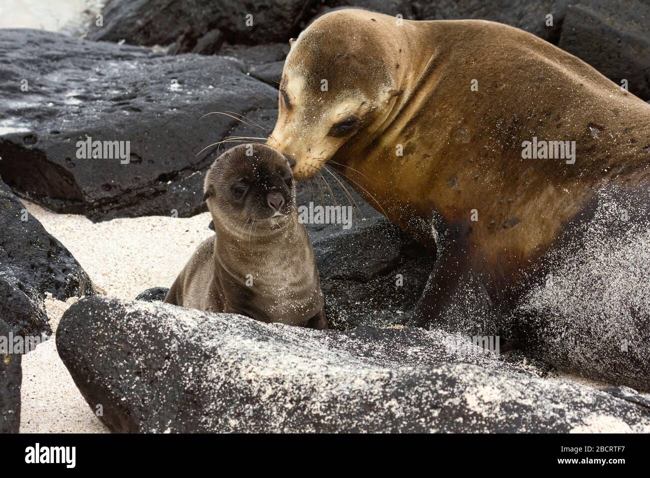 Galapagos Sea Lions, Zalophus californianus, mammifères marins, nudges de mère jeune chiot; faune, animaux, Amérique du Sud, îles Galapagos; Espanola l'est Banque D'Images