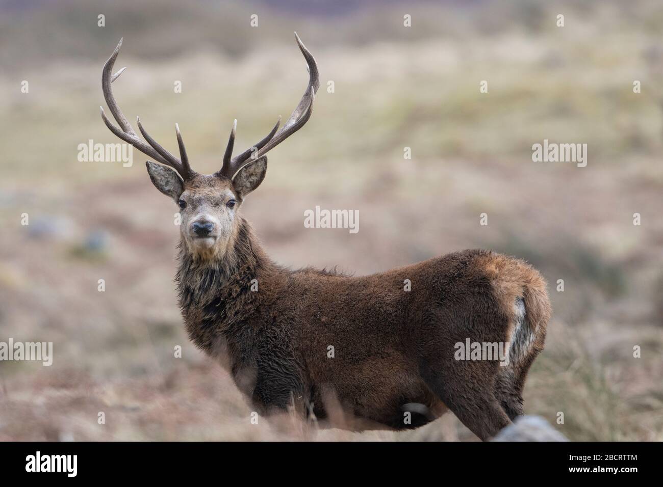 Red Deer sur les terres de succession, Ross-shire, Écosse Banque D'Images
