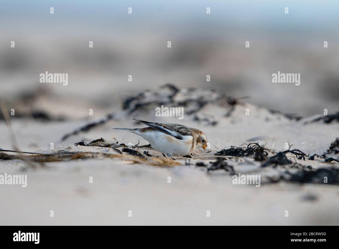 Un Banting de neige (Plectrophenax nivalis) se nourrissant sur une plage écossaise, Coul Links, Ross-shire, Écosse Banque D'Images