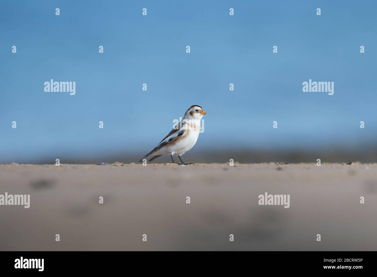 Un Banting de neige (Plectrophenax nivalis) se nourrissant sur une plage écossaise, Coul Links, Ross-shire, Écosse Banque D'Images