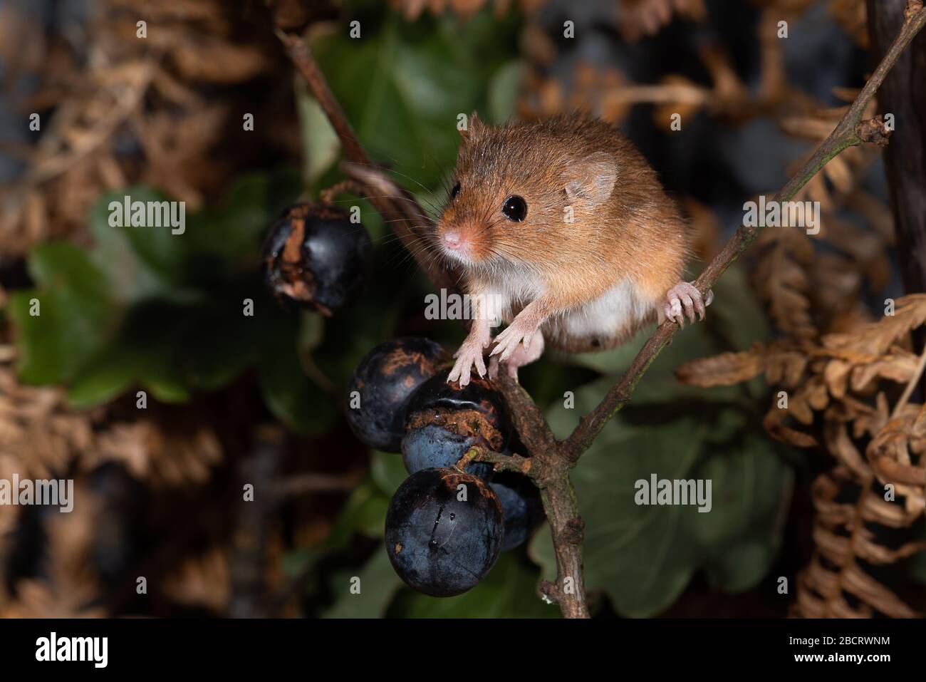 Un gros portrait d'une petite souris de récolte qui s'équilibre sur les branches avec des groseilles noires Banque D'Images
