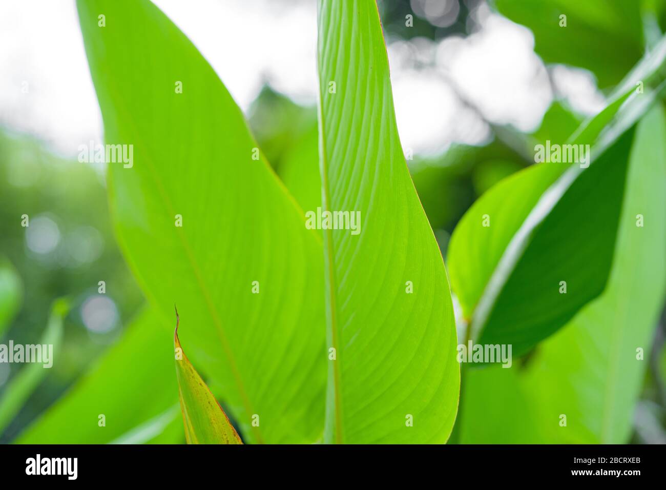 Feuille verte saturée d'une plante tropicale. Banque D'Images