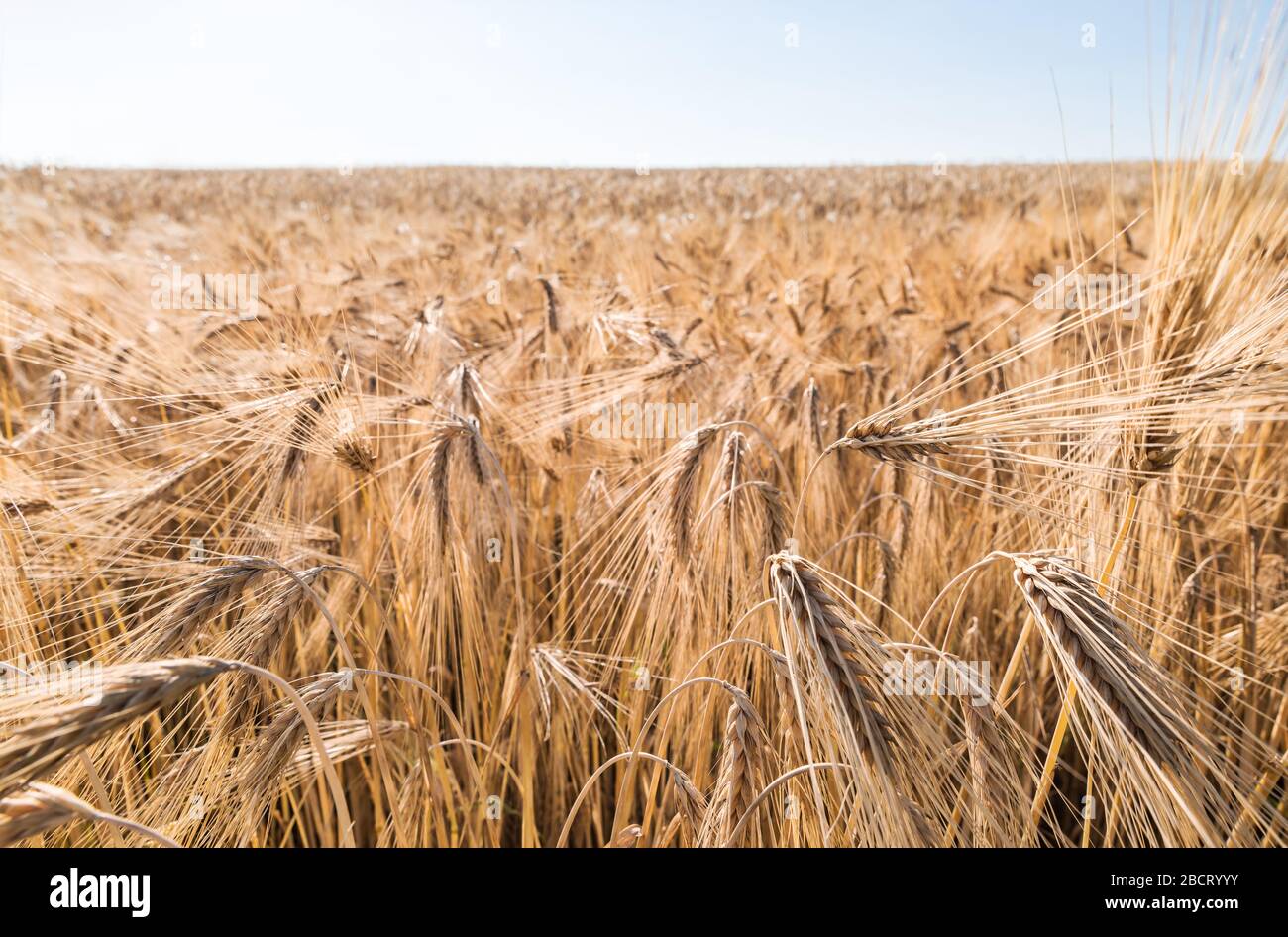 Gros plan des pics d'orge mûre dans le champ de maïs rural avec le ciel bleu à l'horizon. Hordeum vulgare. Épis de maïs doré avec grains secs et fougères longues. Récolte. Banque D'Images