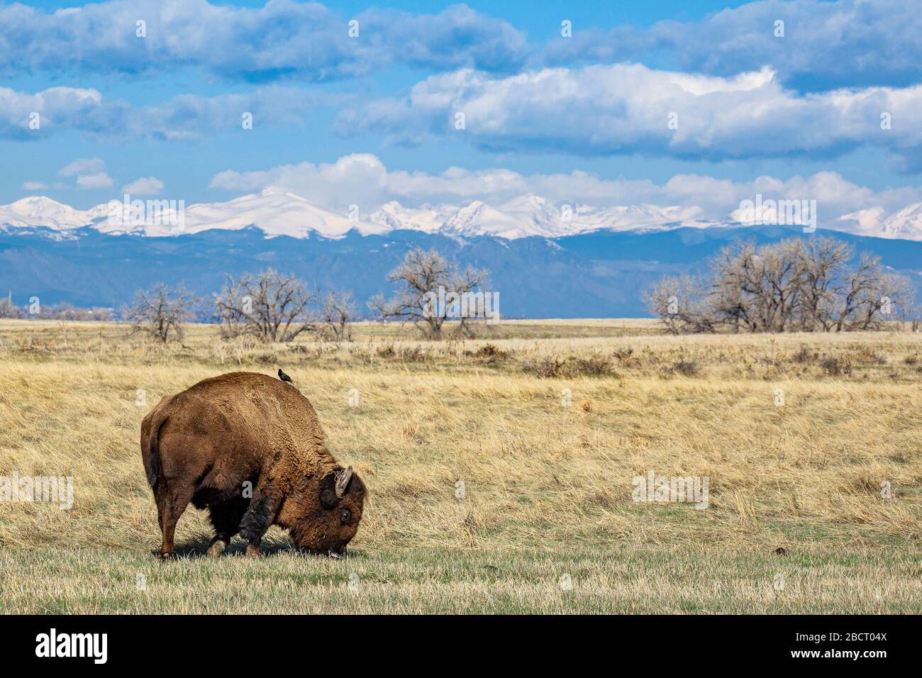 Bisons américains (bisons de bison) pâturage Banque D'Images