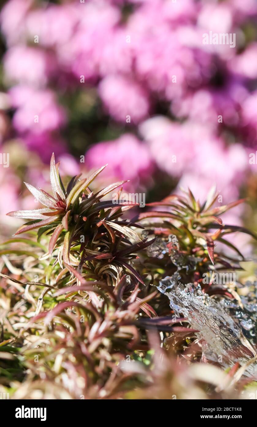 Glace de cristal et plantes en croissance sur un fond flou de fleurs roses dans un jardin de printemps Banque D'Images