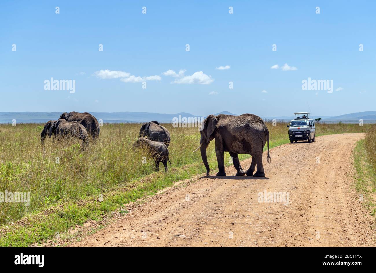 Éléphant de brousse africain (Loxodonta africana). Famille d'éléphants d'Afrique traversant la route en face d'une camionnette de safari, réserve nationale de Masai Mara, Kenya Banque D'Images