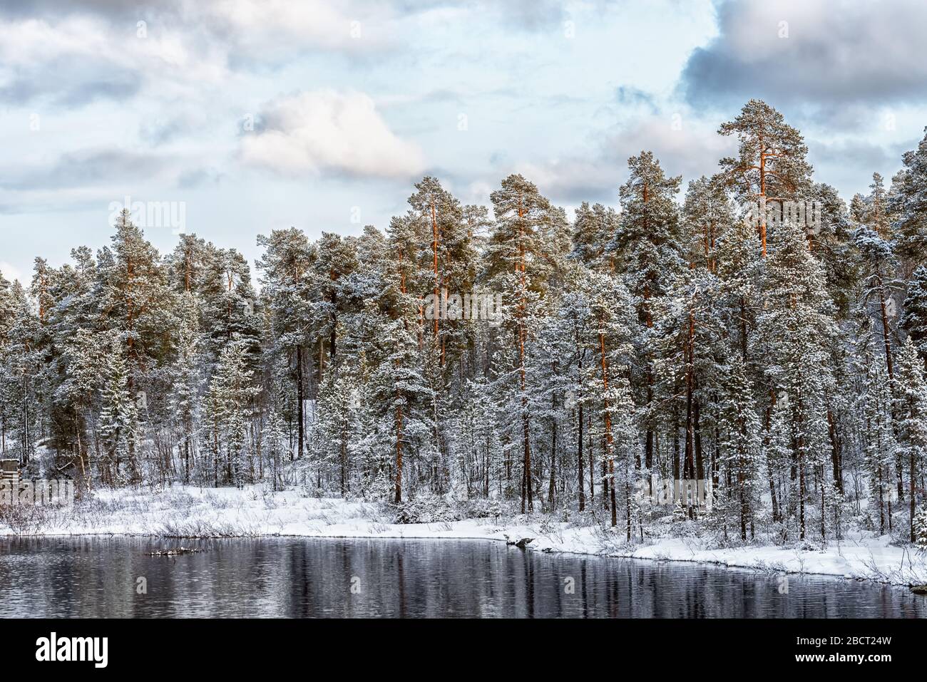 Vue sur la forêt de pins congelés et la rivière en hiver Banque D'Images