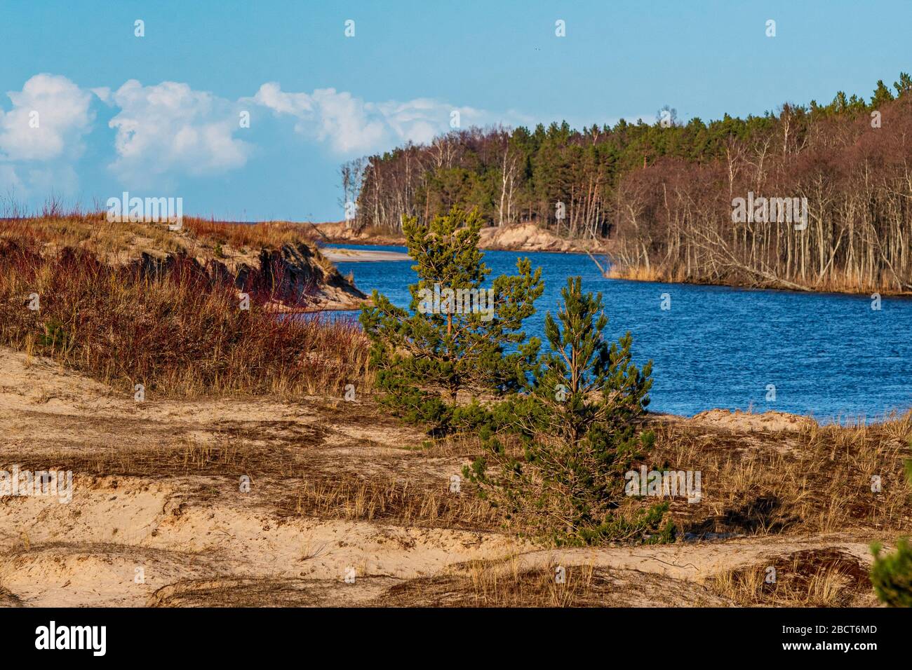 Deux petits arbres épicéa ont grandi près d'une petite rivière où la petite rivière rencontre les étendues de la mer Baltique Banque D'Images