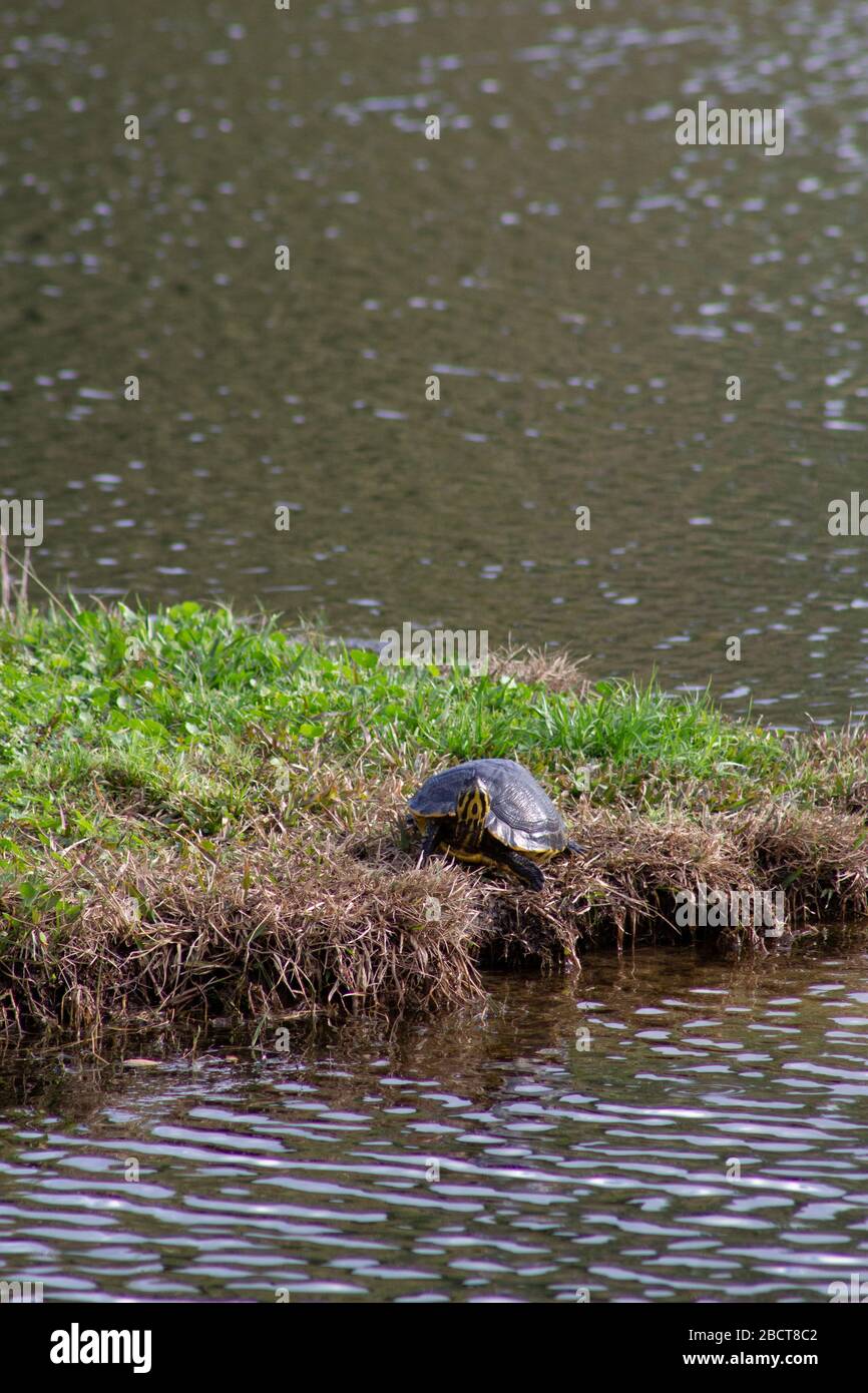 une tortue à coque dure assise sur le bord d'un étang dans l'herbe Banque D'Images