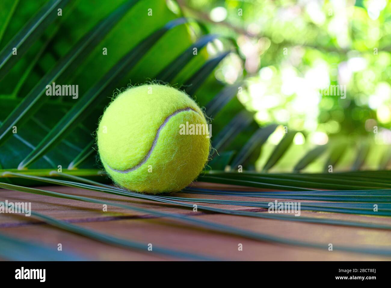 Disposition de tennis avec ballon de tennis sur fond de feuilles de palmier tropicales. Concept sportif. Plat, vue de dessus, mise au point sélective. Banque D'Images