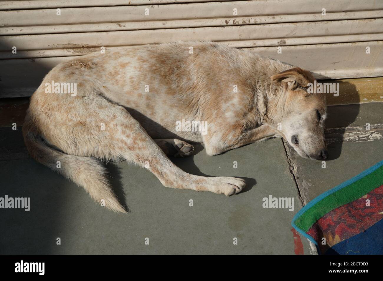 Blanc et brun le chien sans foyer dormait dans la lumière chaude du soleil sur le plancher de ciment chaud à l'extérieur d'un magasin fermé. Un chien de rue abandonné en train de sonner. Banque D'Images