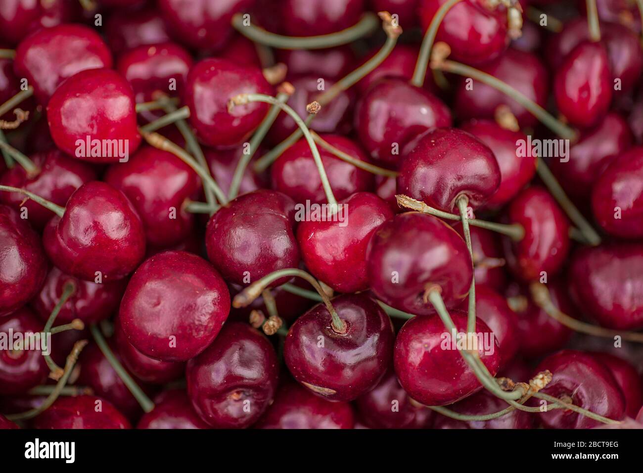 Belle cerise juteuse fond. Gros plan sur la pile de cerises mûres. Minsk, Biélorussie. Banque D'Images