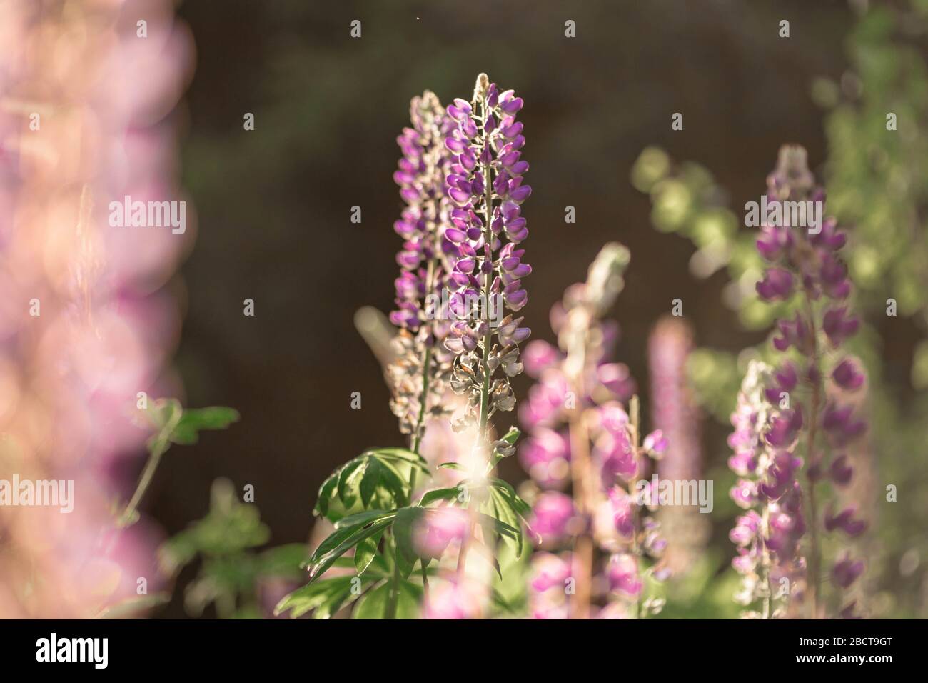 Champ de lupin gonflant à la lumière du soleil. Fleurs d'été violettes sur fond flou. Biélorussie, Minsk Banque D'Images