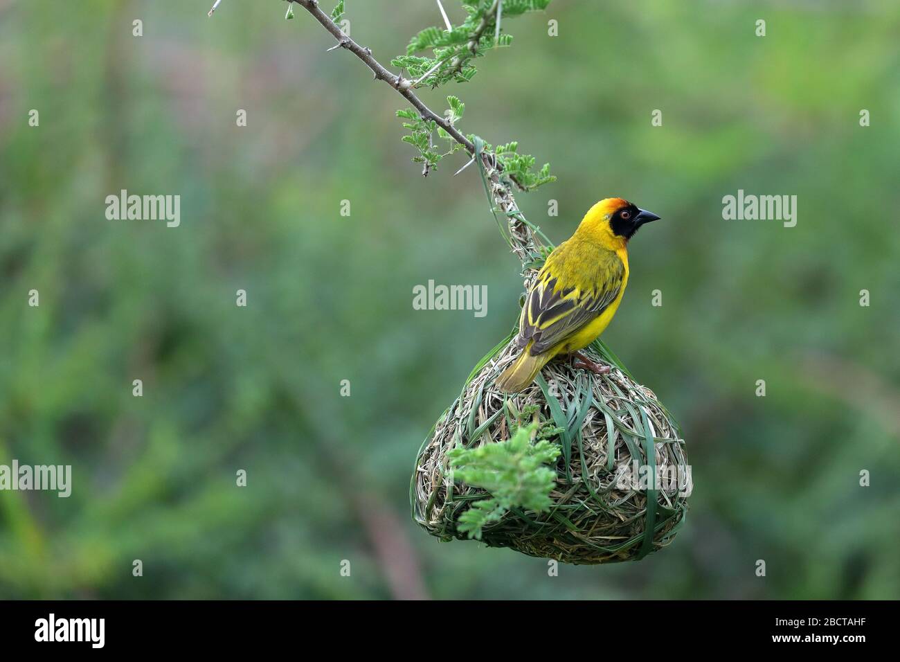 Le tisserand masqué sud, ou tisserand masqué africain, est une espèce d'oiseaux nicheurs résidente commune dans toute l'Afrique australe. Banque D'Images