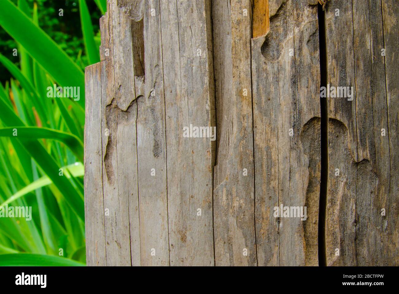 sécher le vieux bois gris en bois sur le fond des feuilles vertes Banque D'Images