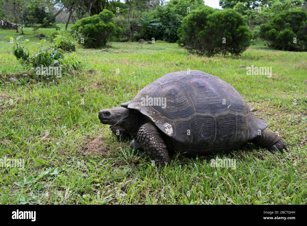 Les hautes terres de l'île de Santa Cruz, Geochelone nigrita, une tortue géante de Galapagos Banque D'Images
