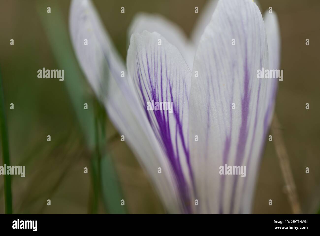 Fleurs de Crocus blanc à Bloom à Springtime Banque D'Images