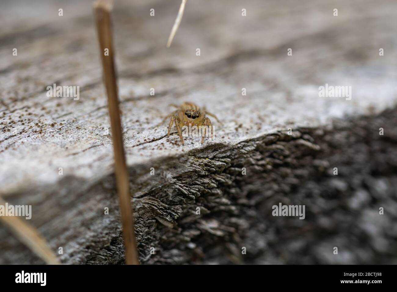 Spider de saut dimorphique en Springtime Banque D'Images
