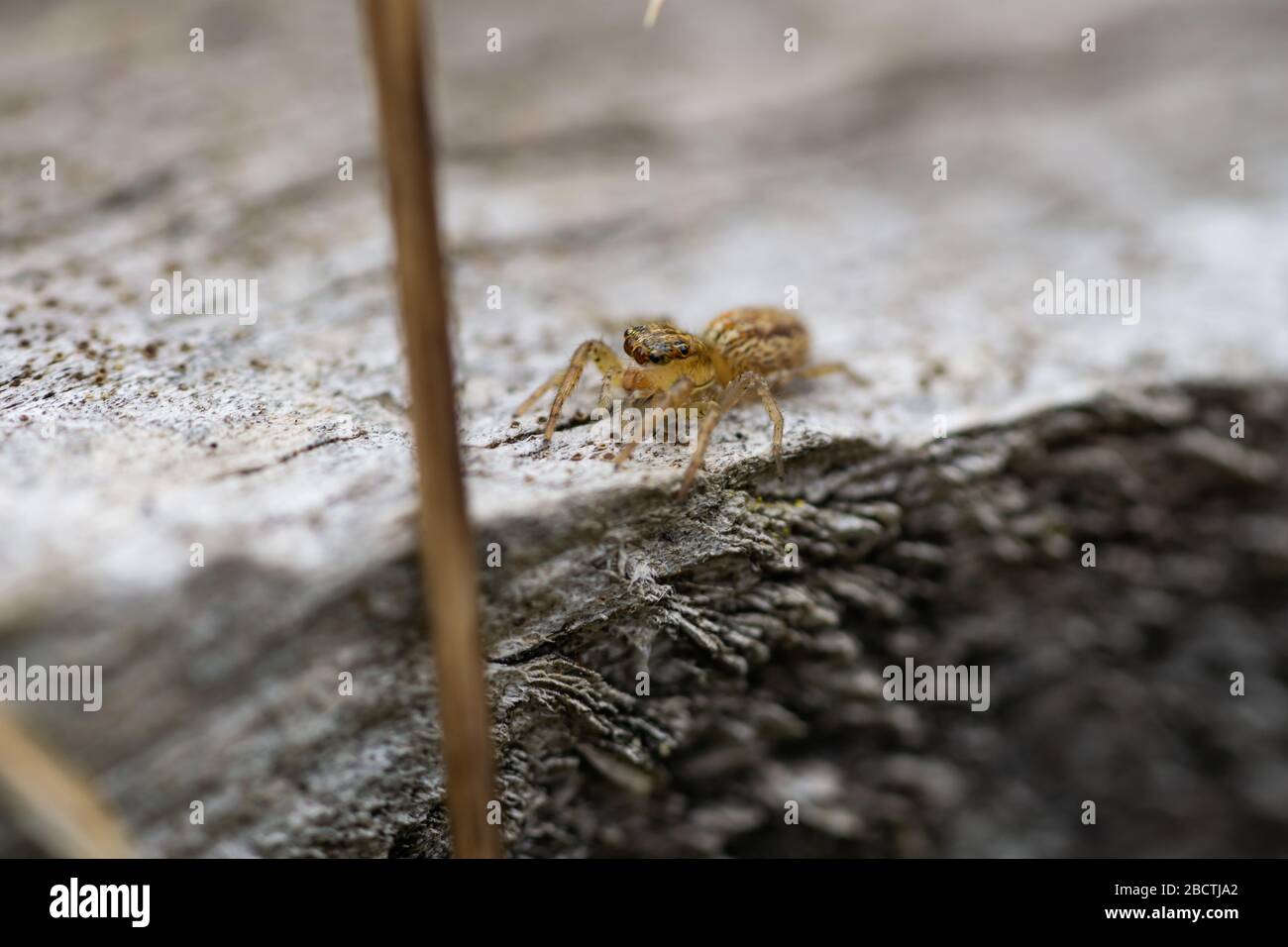Spider de saut dimorphique en Springtime Banque D'Images