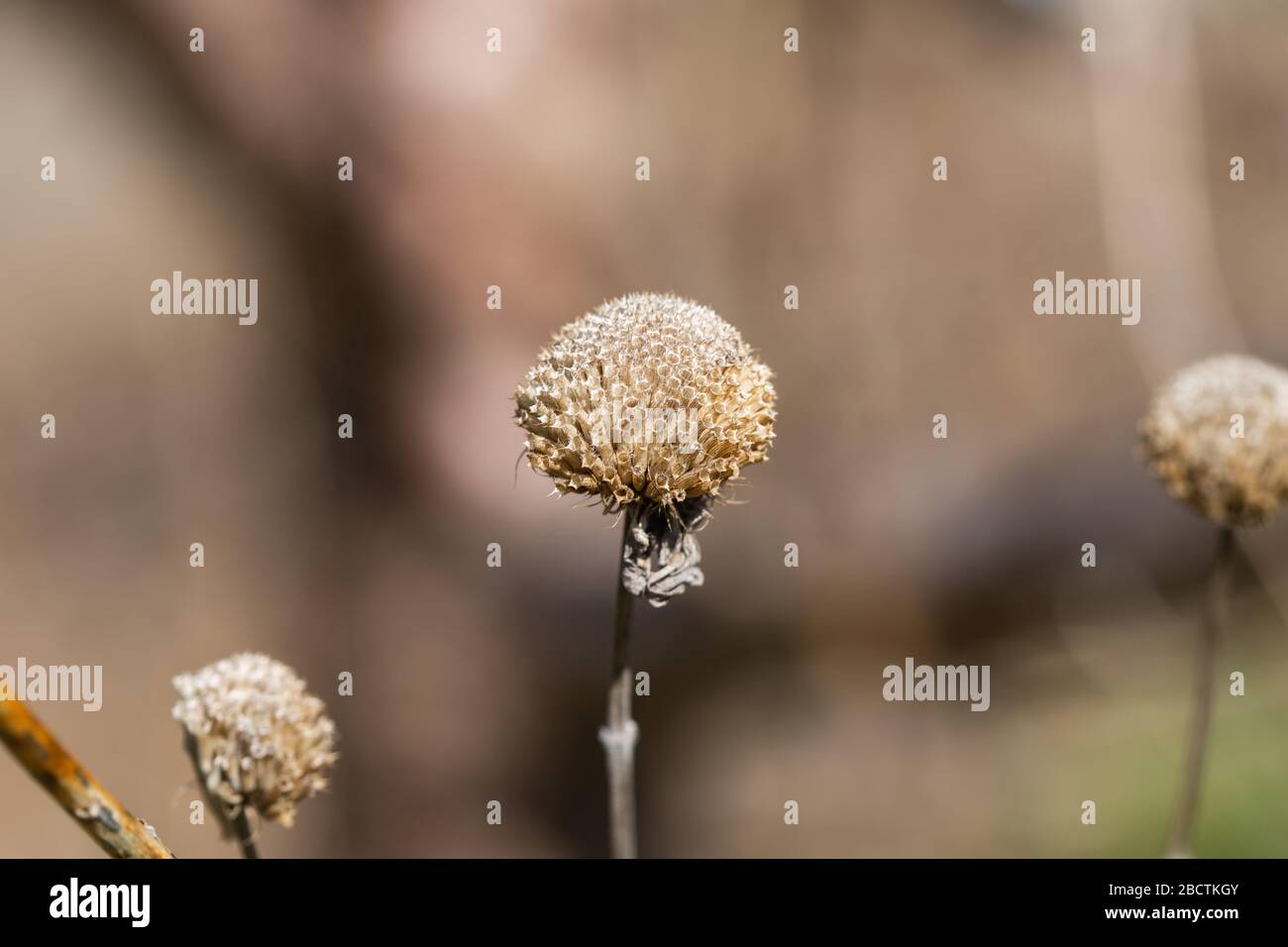 Fruits secs de Baume d'abeilles à Springtime Banque D'Images