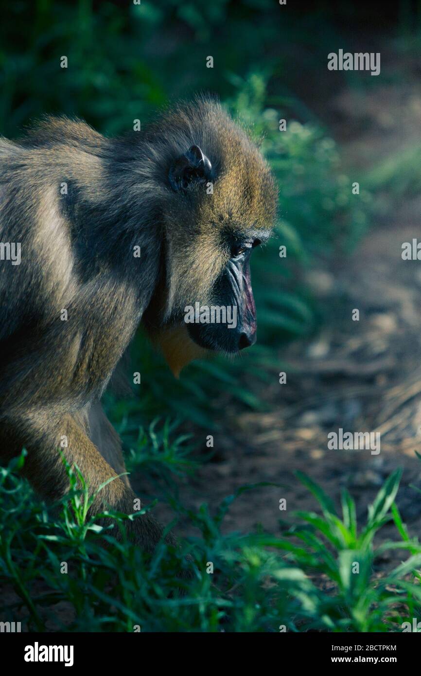 Gros plan sur le grand manforer de babouin au milieu d'une forêt, photo de profil. Ces animaux vivent habituellement sur le sol et ne grimpent que de temps en temps sur les arbres Banque D'Images