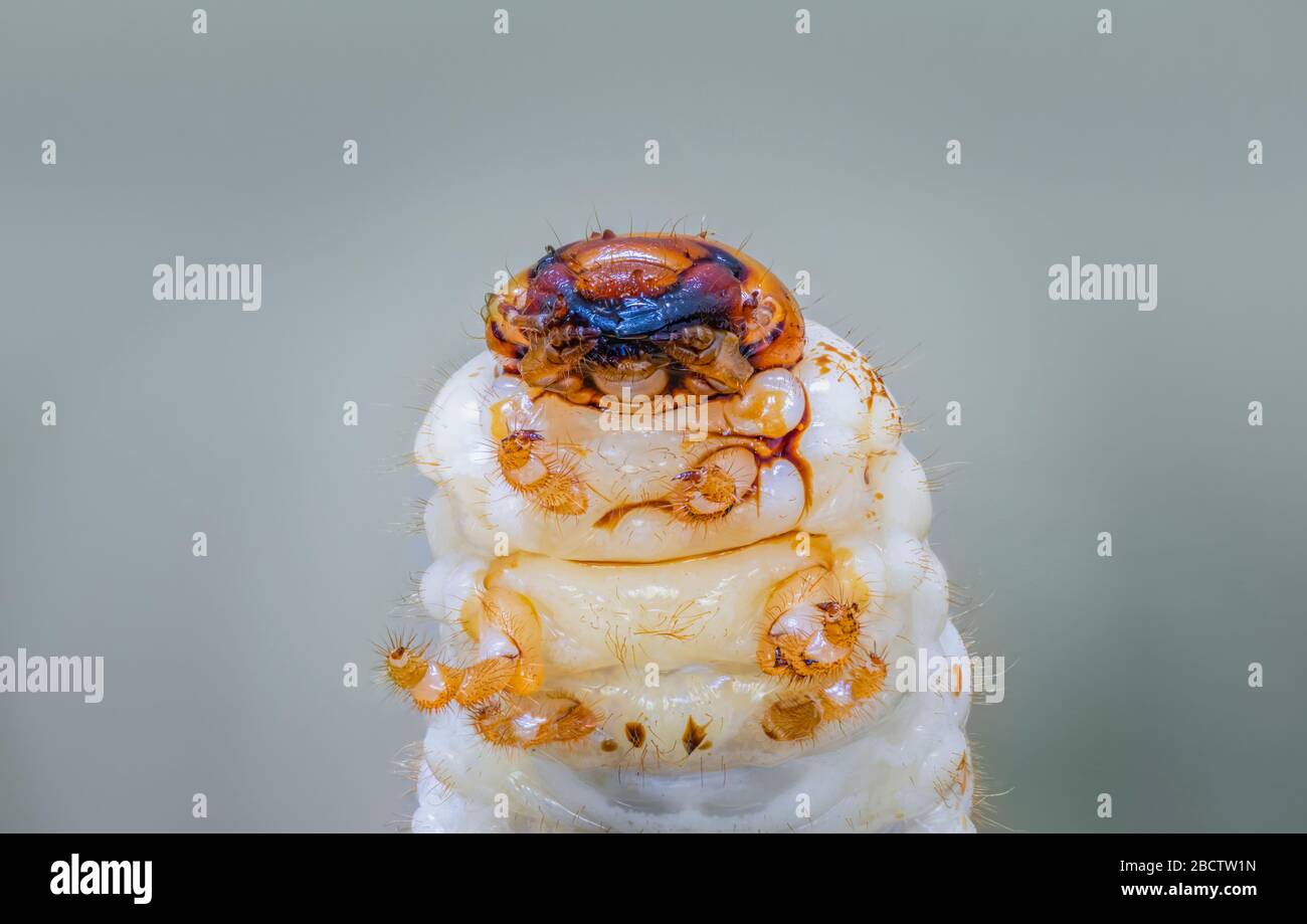 Vue rapprochée de la face inférieure d'un gruau de frottement blanc, larve du dendroctone du frottement ou du frottement européen (Amphimallon majale), un ravageur envahissant du jardin Banque D'Images