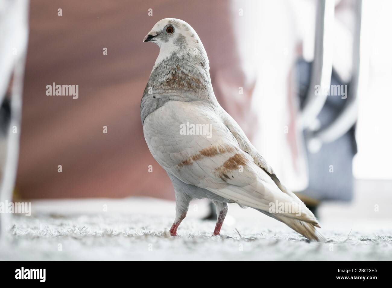 Colored pigeon Banque de photographies et d'images à haute résolution -  Alamy