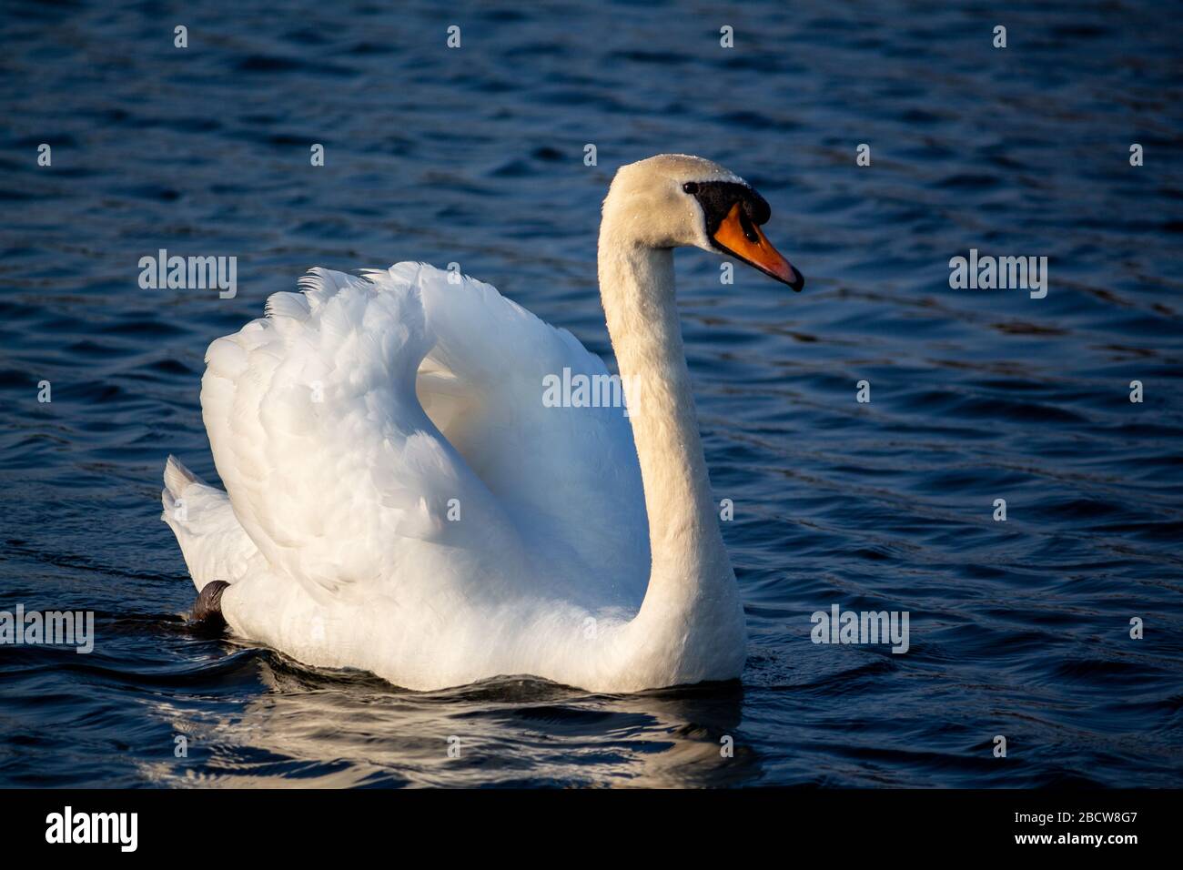 Vue oblique du cygne muet pagayant sur le lac en soirée au soleil Banque D'Images