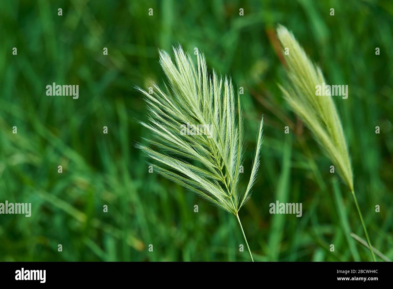 Oreilles d'herbe, artistique bronzée Banque D'Images