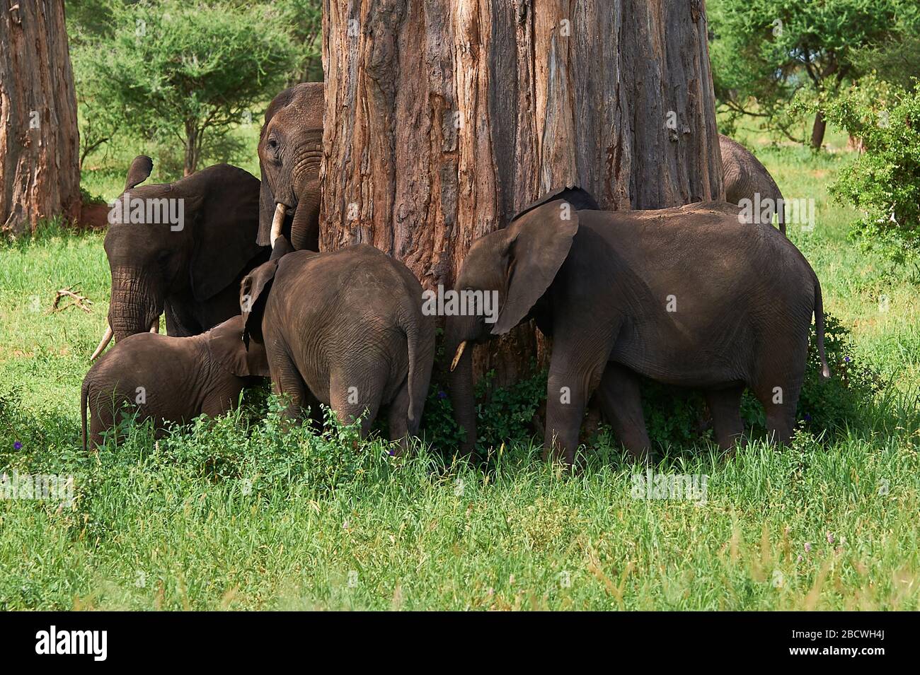 Un grand arbre Baobab fait un joli carrousel d'éléphants Banque D'Images