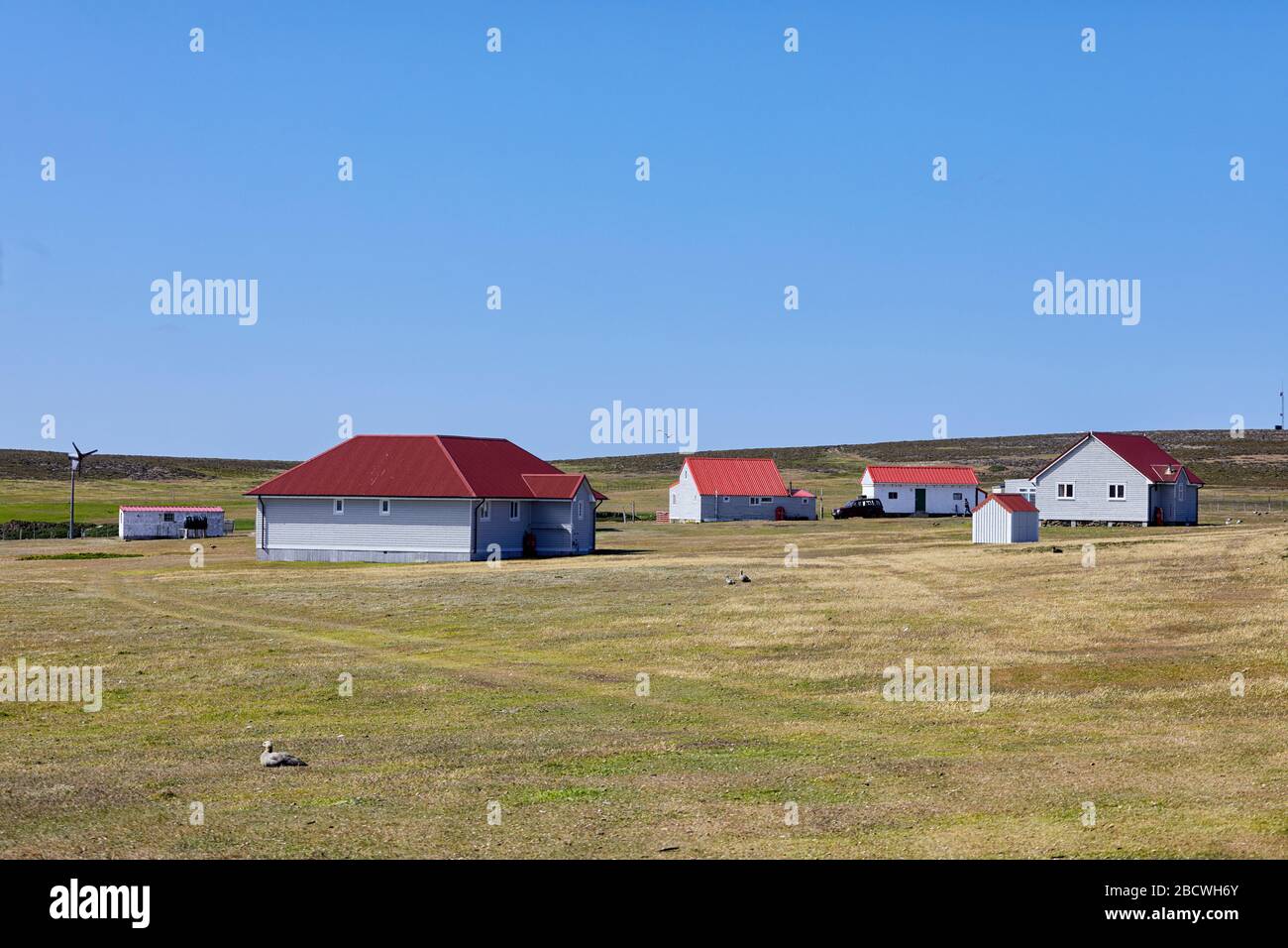 Colonie de l'île Betier, îles Falkland, Malouines Banque D'Images