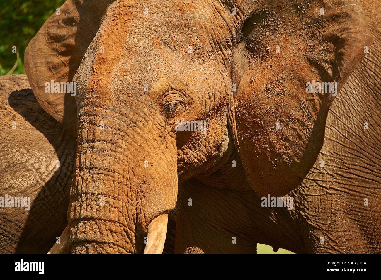 Éléphant, recouvert de poussière rouge après avoir eu un bain de poussière Banque D'Images