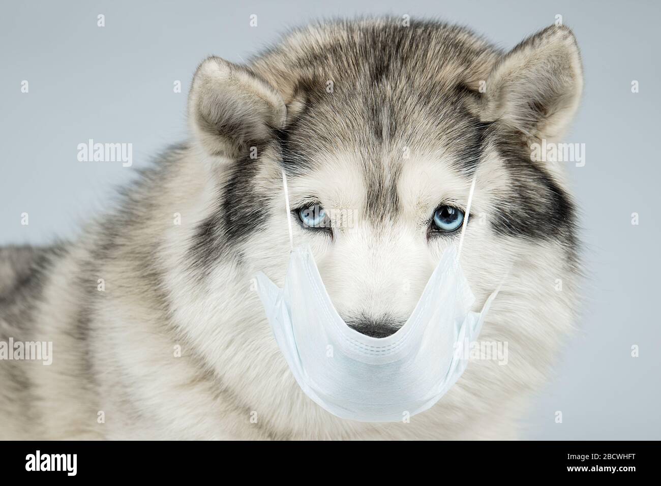Husky Aux Yeux Marron Et Bleu Banque D Image Et Photos Alamy