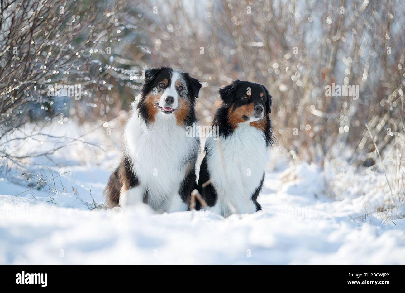 Les chiens de berger Austarlian s'assoient dans la neige. Banque D'Images