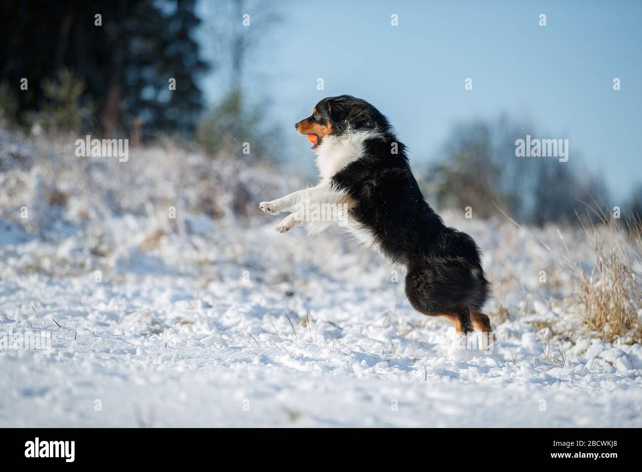 Un chien de berger australien joue Banque D'Images