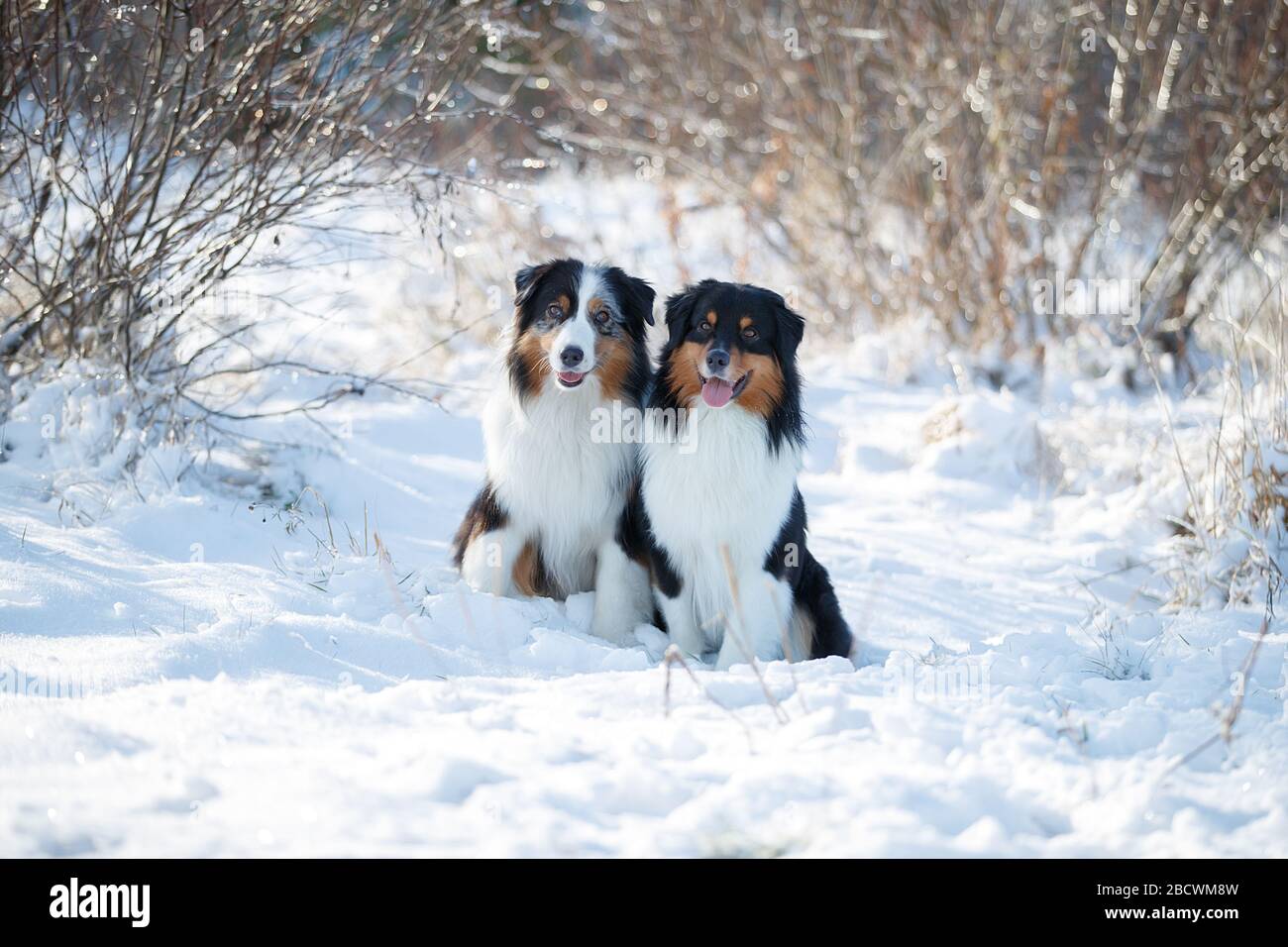 Les chiens de berger Austarlian s'assoient dans la neige. Banque D'Images