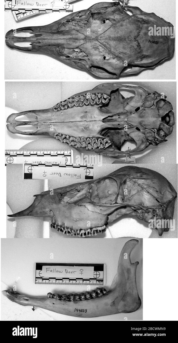 Dama dama. 20 août 20141 Dama dama Banque D'Images