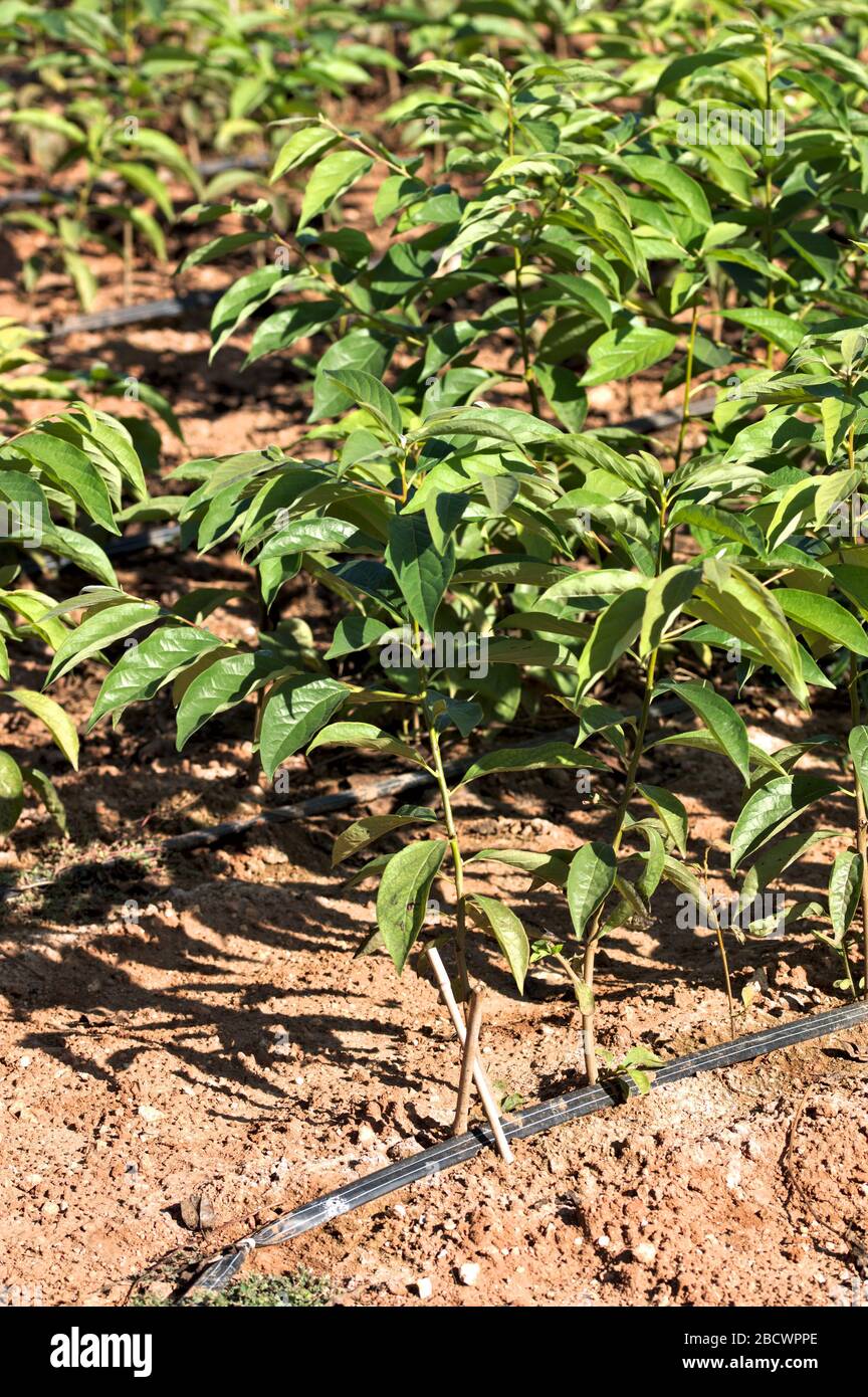 Gros plan de quelques jeunes arbres, plantés pour être transplantés dans d'autres champs Banque D'Images