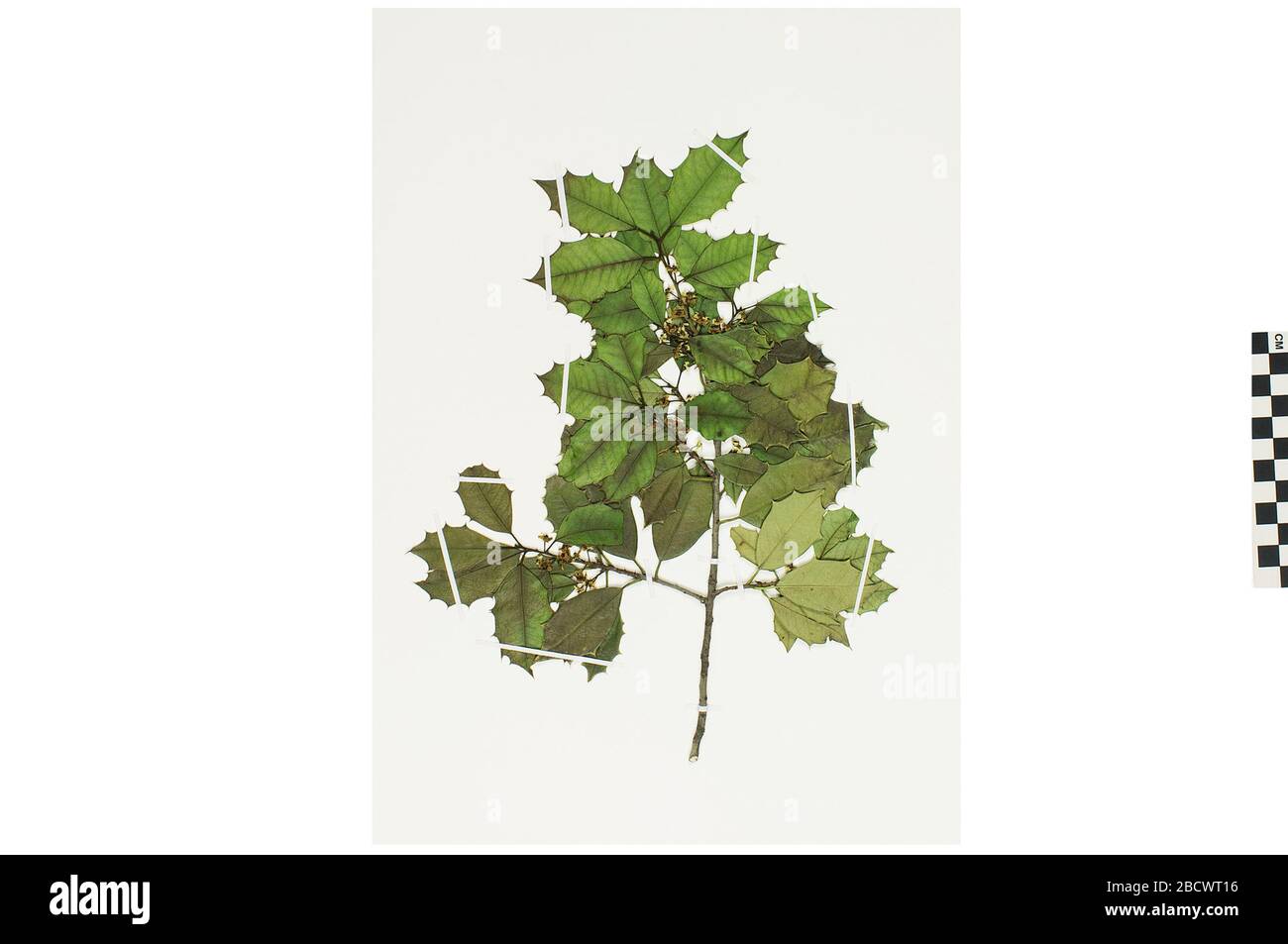 Houx américain. EO 400962 American Holly Ilex opaca 001.jpg Banque D'Images