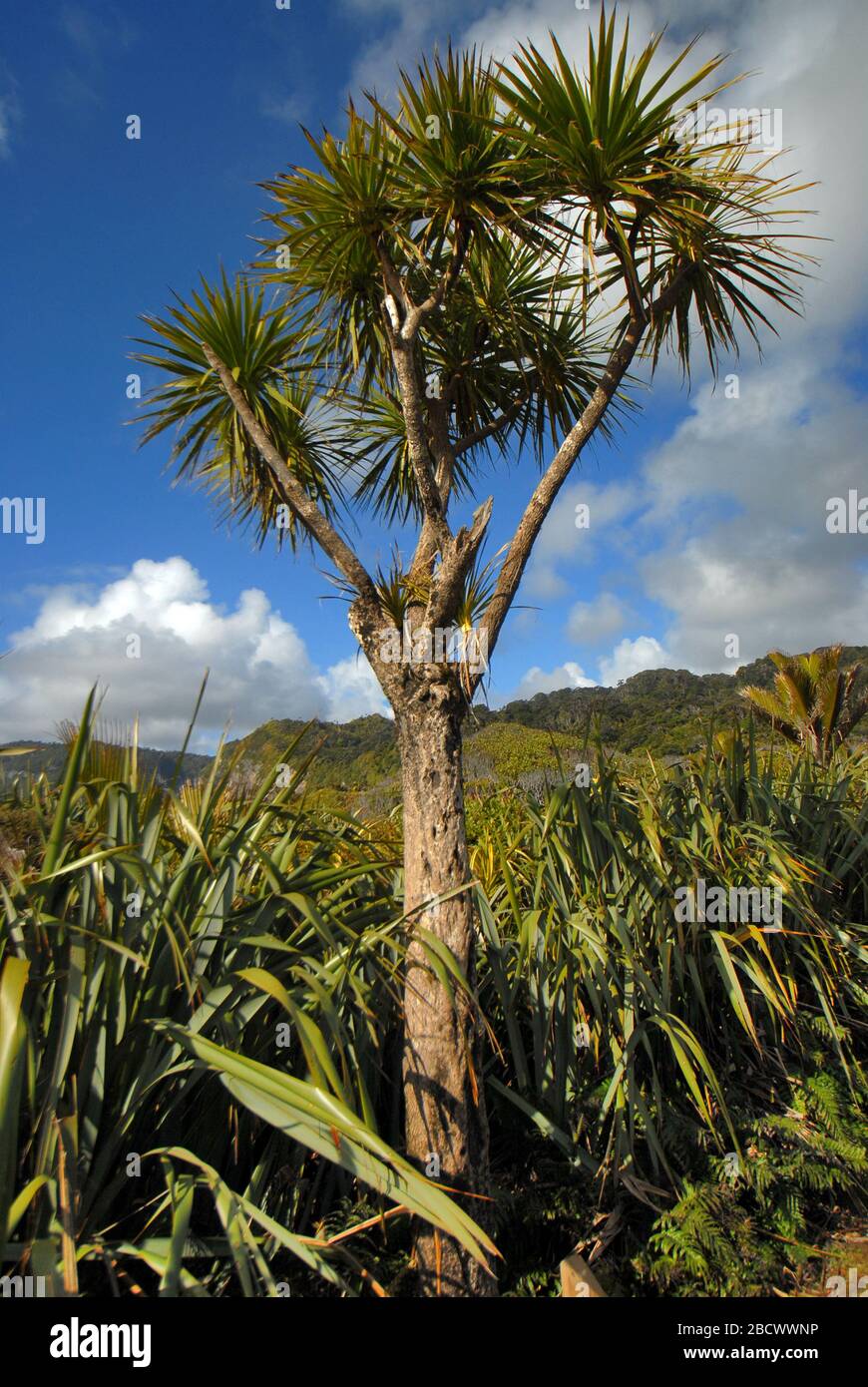 Portrait d'un 'arbre de chous' ou Cordyline australis originaire de Nouvelle-Zélande. Banque D'Images