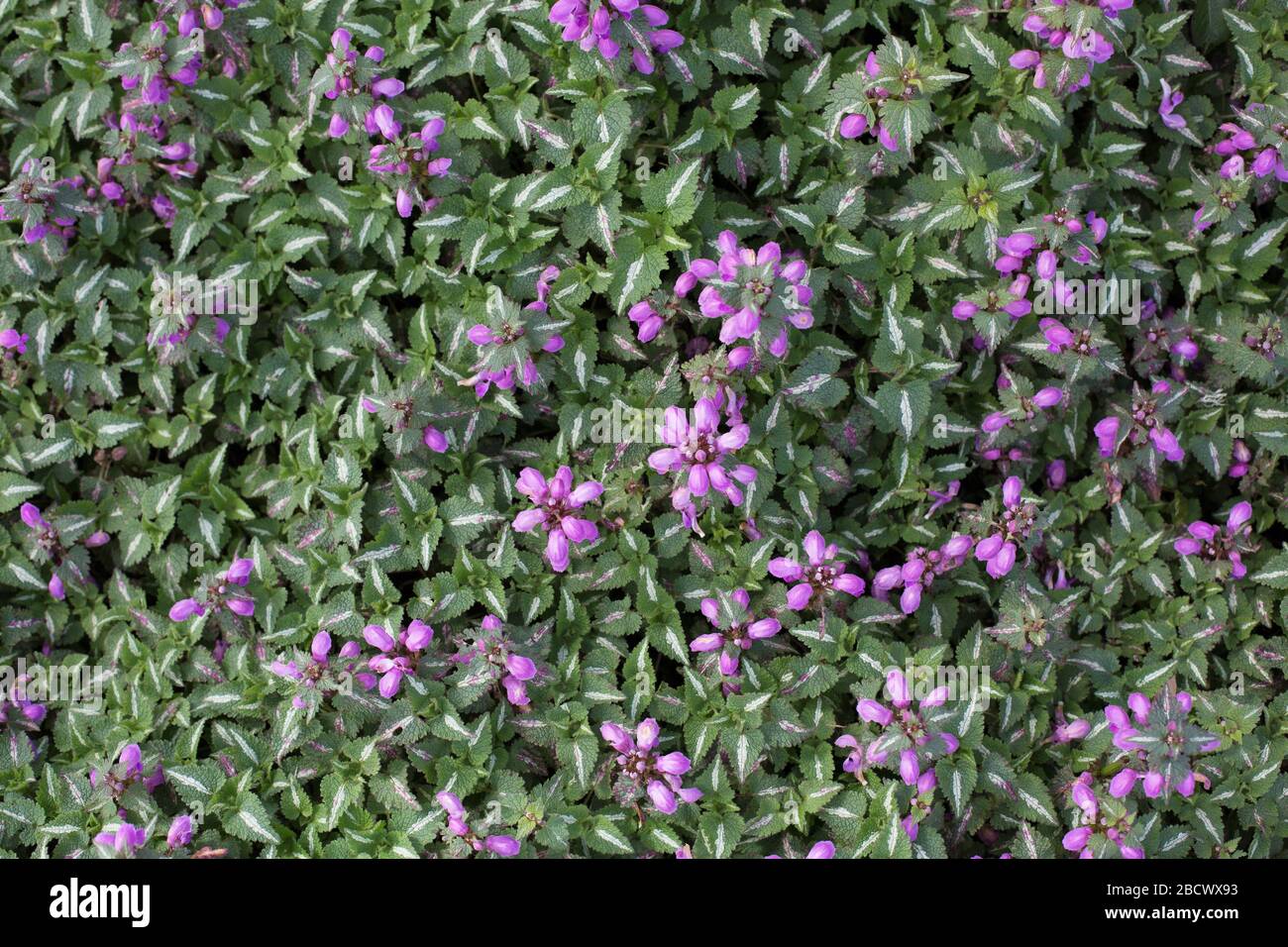 Lamium maculatum - ortie morte repérée. Banque D'Images