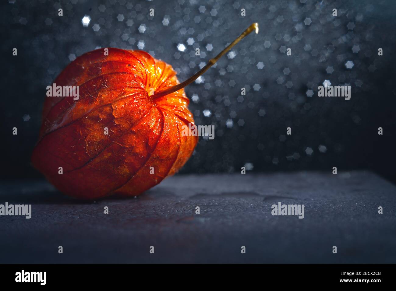 Physalis alkekengi macro fruit séché abstrait et belle texture en filigrane avec des étoiles bokeh fond Banque D'Images