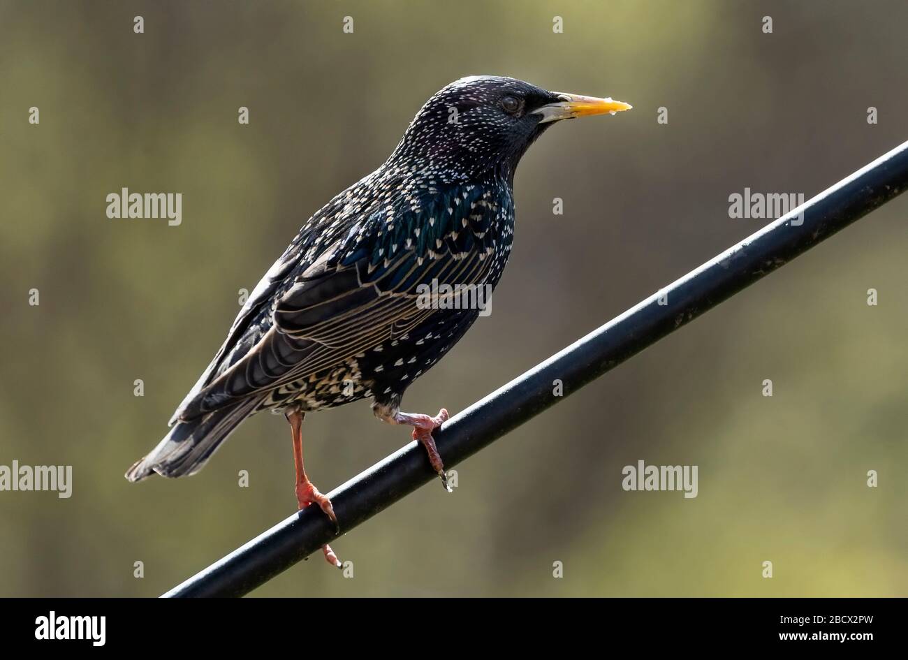 Étourneau sansonnet Banque D'Images