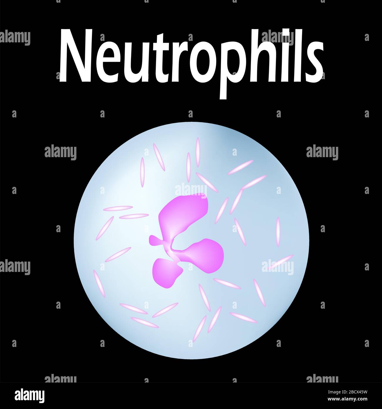 Diagramme Des Neutrophiles