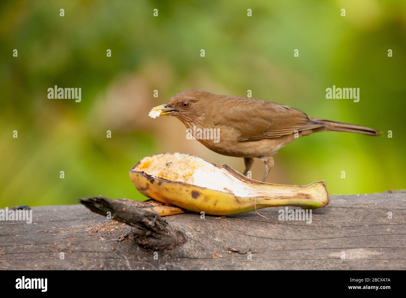 Muguet couleur argile (Turdus grisi) mangeant une banane dans la région d'Arenal au Costa Rica. C'est l'oiseau national du Costa Rica. Banque D'Images